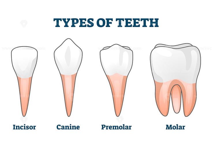 Types of teeth vector illustration